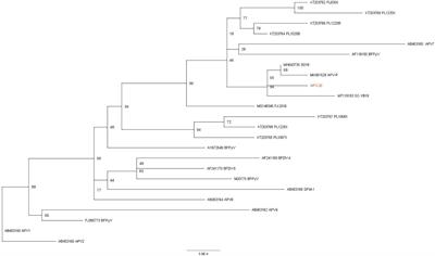 Identification of avian polyomavirus and its pathogenicity to SPF chickens